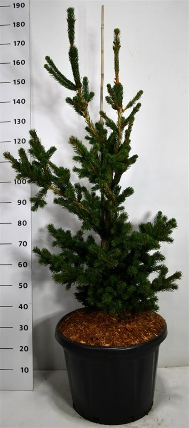 Picea pungens 'Lucky Strike' - 130-140 CM Piramide Cont.
